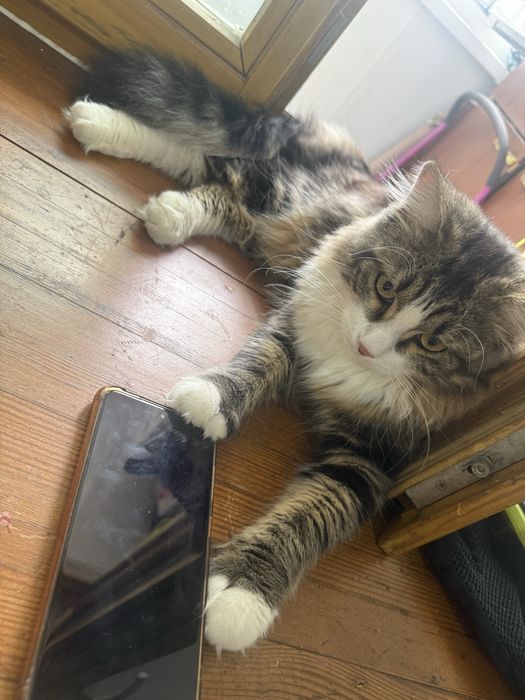 Отдам котенка в добрые руки