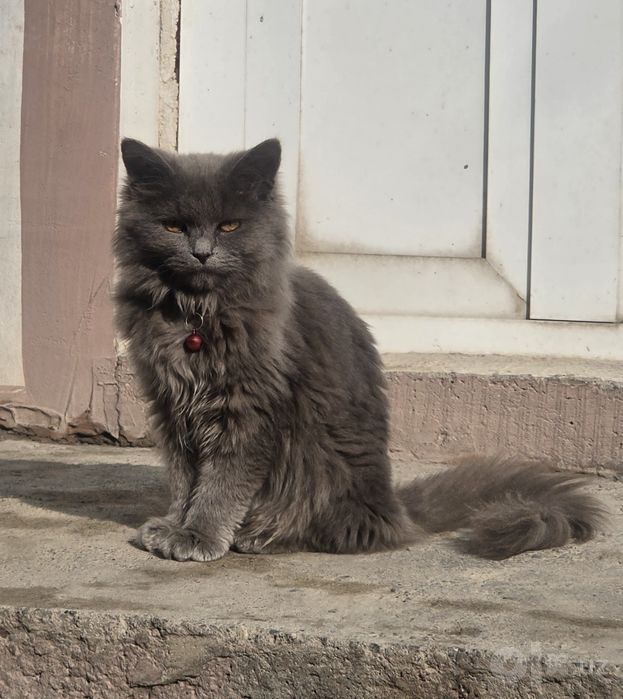 Britanskiy Mishuk sotiladi