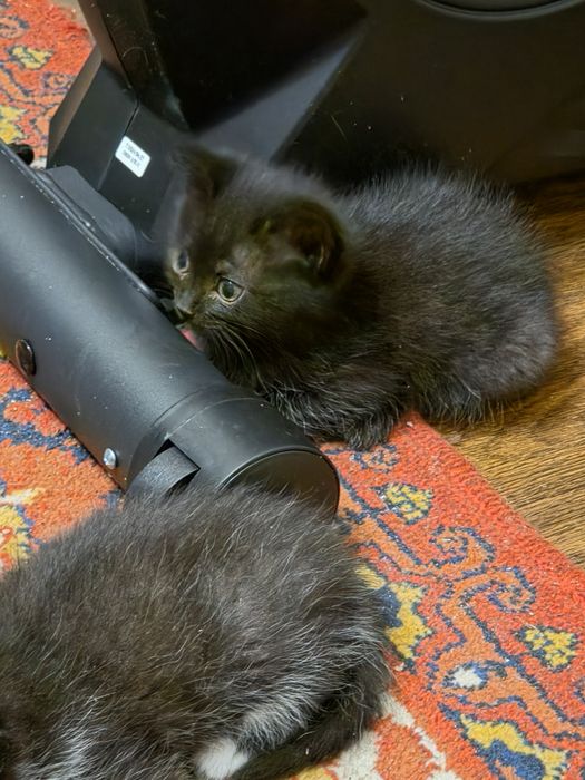 Котята красивые игривые будущие крысоловы