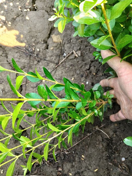 Лигуструм растение за изграждане на огради