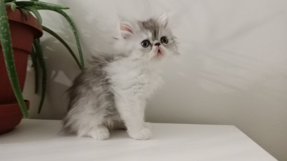 Персидский котенок трехцветный мальчик