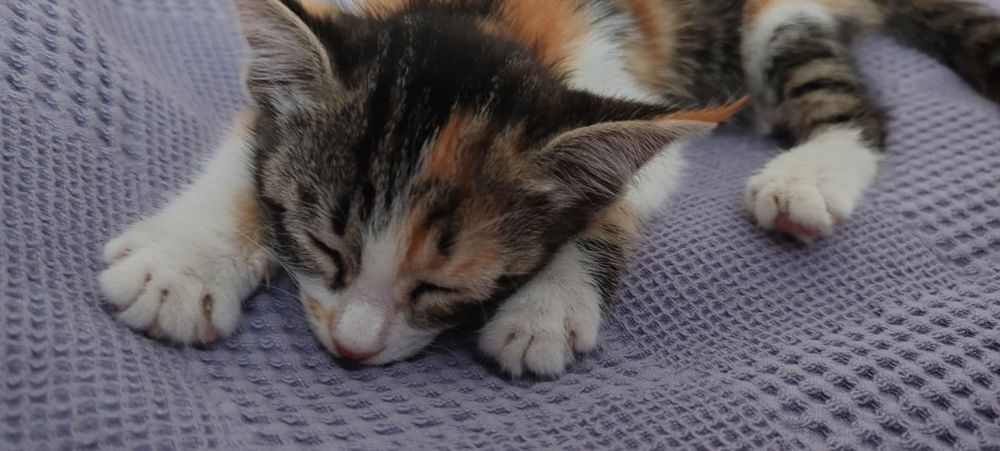 Котенок 5 недель