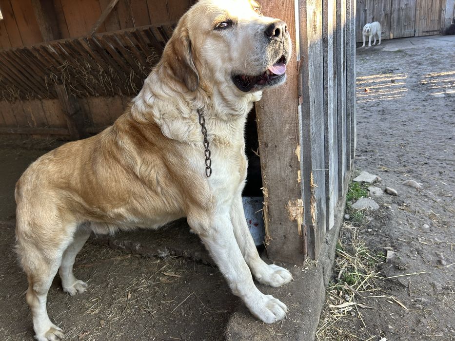 Vand caine ciobanesc