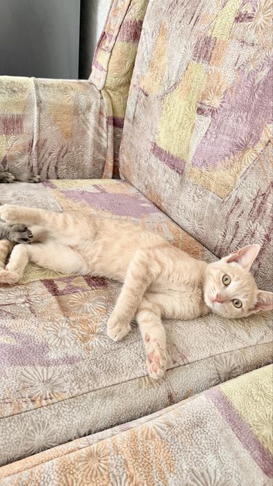 Котенок бесплатно