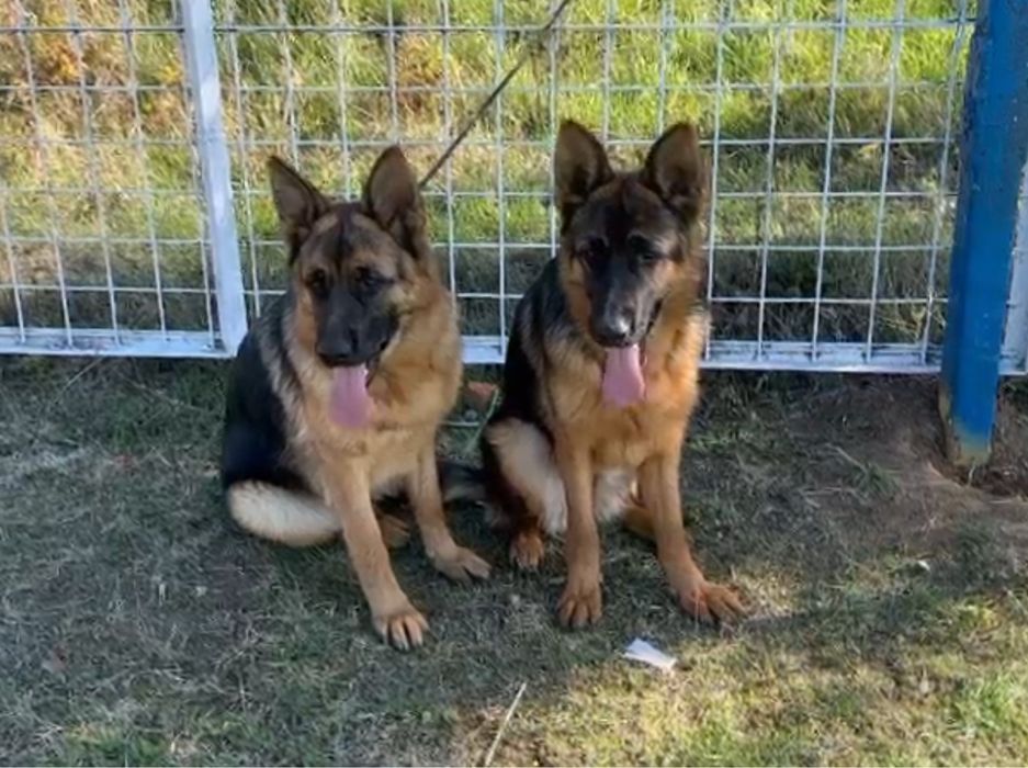 Femeluta Ciobanesc German cu Pedigree de elită