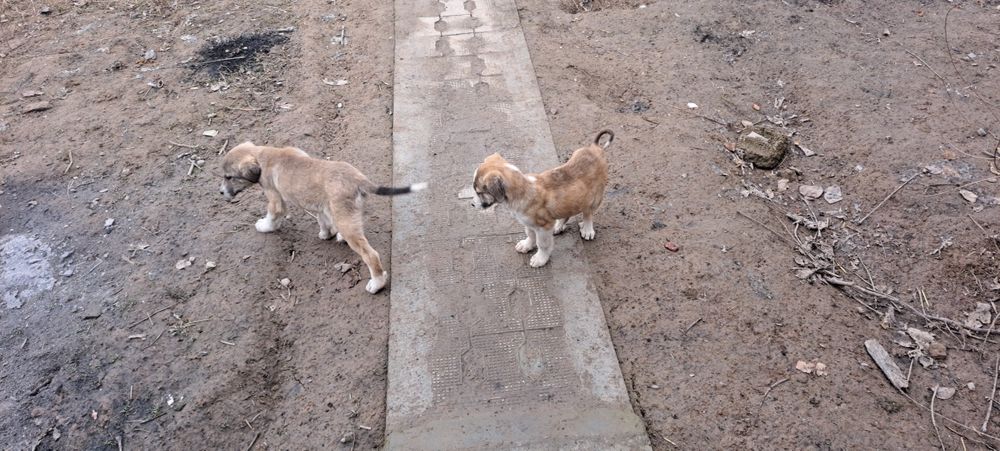 Кучук боллари соглом