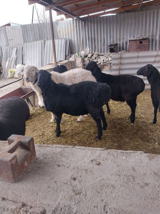 6 ta boqilgan qochqor sotiladi