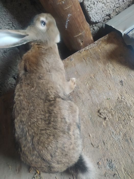 Quyonlar sotiladi olganga barakasini bersin va oʻzidan koʻpaysin