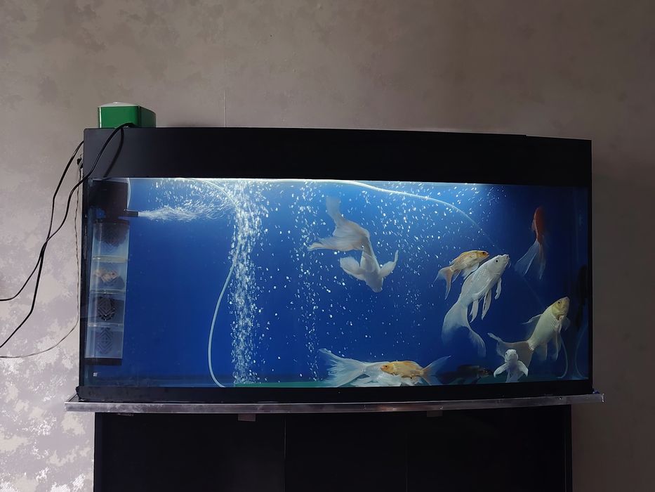 Akvarium Аквариум Рыбы комплект