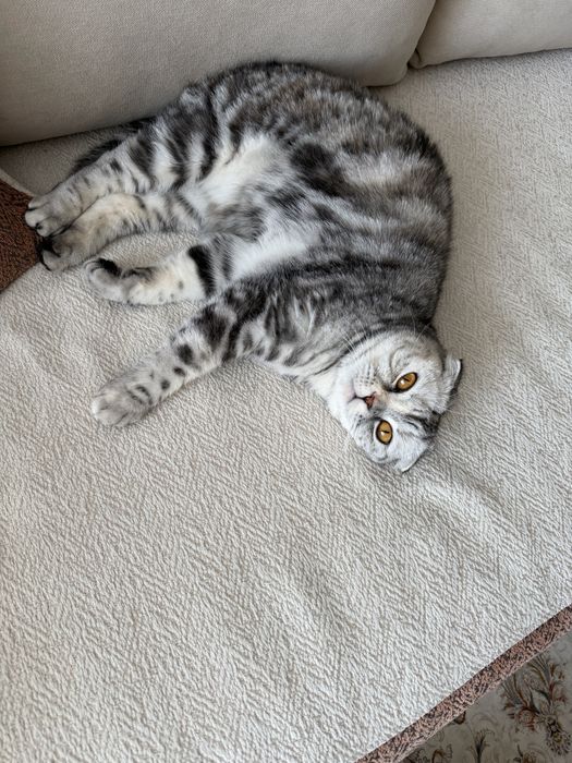 Кошка вислоухая