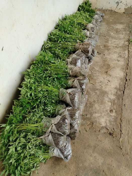 Помидор, Болгария, баклажан кучатлари сотилади