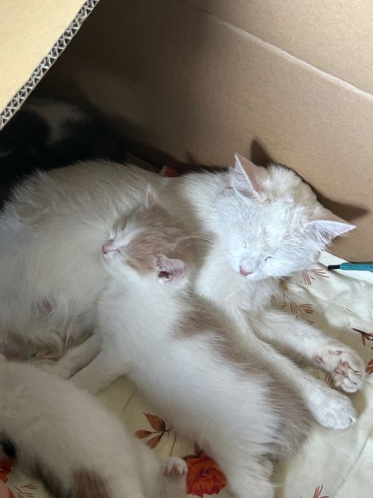Отдам котенка даром