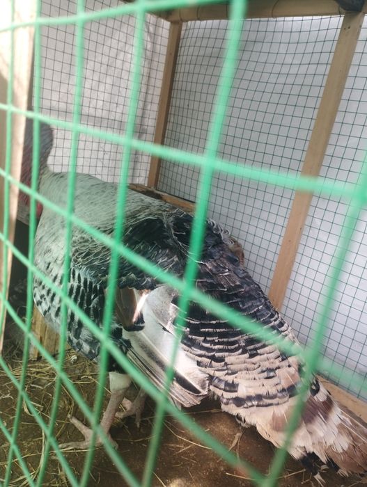 Kurka sotiladi  narxi 550 ming