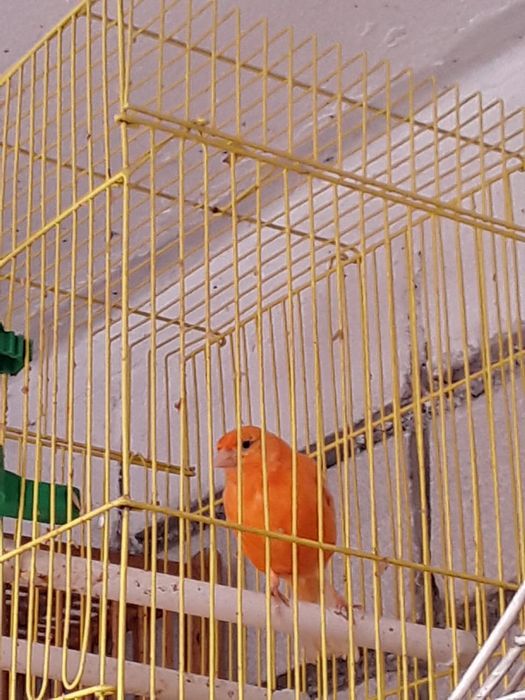 Канарейки.Самцы и самки.