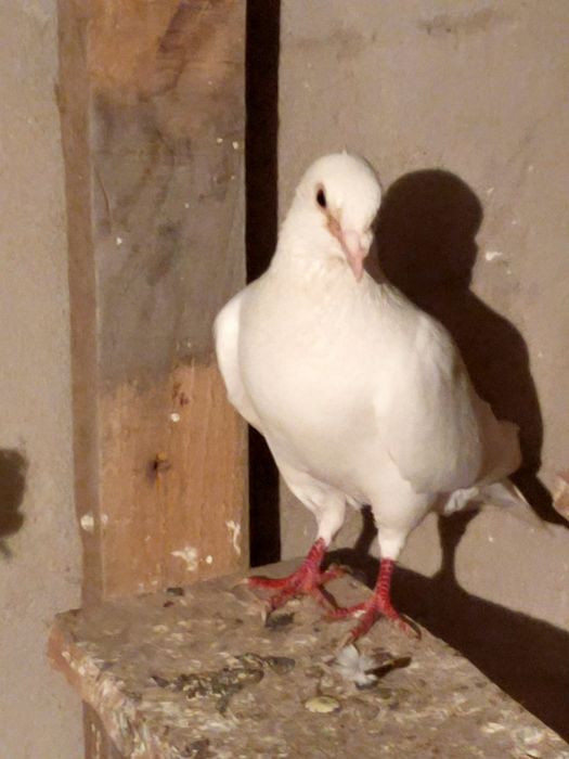 Голубей. Ооиптртригго