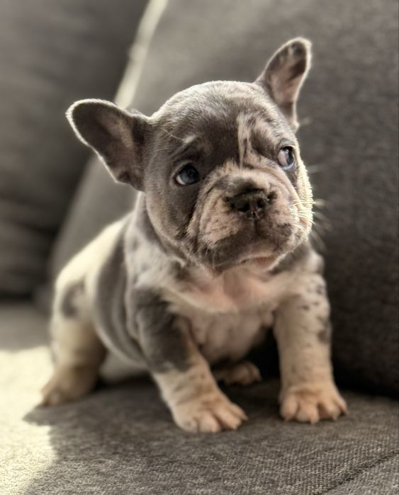 Bulldog Francez pui, femelǎ. Blue and tan merle
