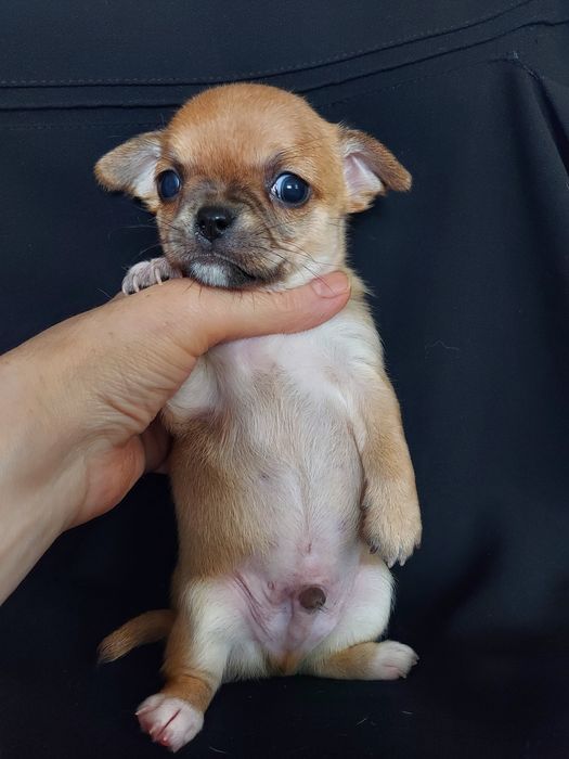 Продаю щенков чихуахуа