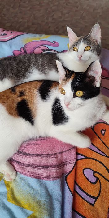 Котята ищут дом. Котёнок