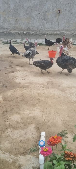 Индуклар сотилади