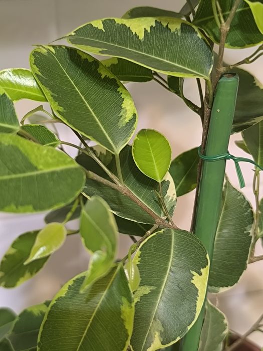 Фикус Бенджаминова