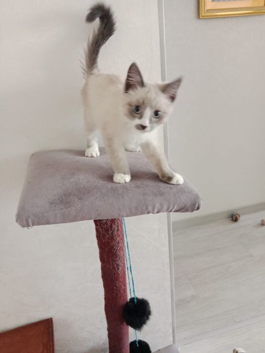 ищем дом для котика