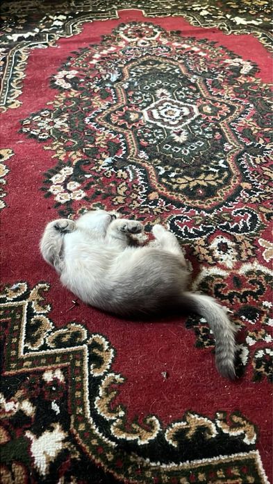 котёнок шиншиллы ищет добрый дом