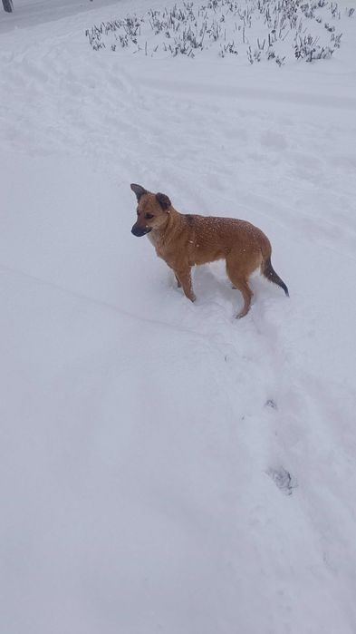 Найдена собачка девочка. Видно потеряшка