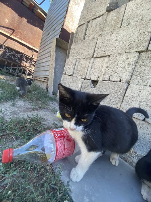 Котятя в добрые руки