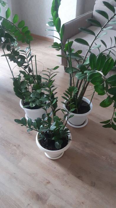 Цветы замиокулькас