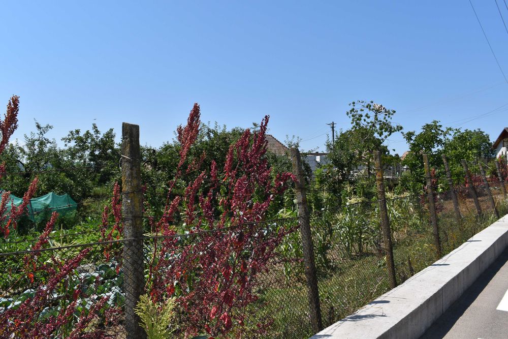 Vand casa, anexe gospodaresti si gradina