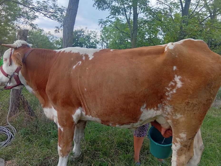 Se vinde junică la prima fătare este bălțată românească preț de 1100 lei