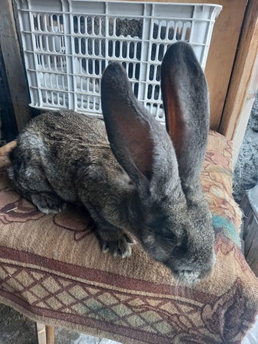 Продам кроликов. Фландр.