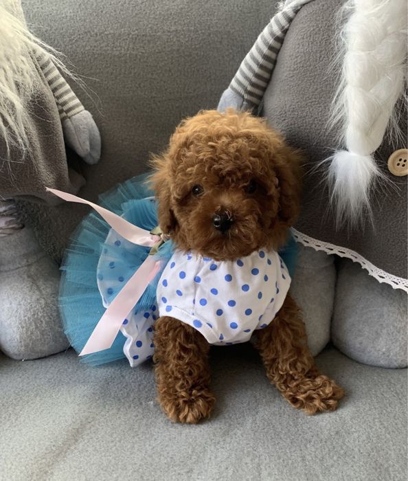 Пудел той пудел тийкъп с родословие Poodle toy red