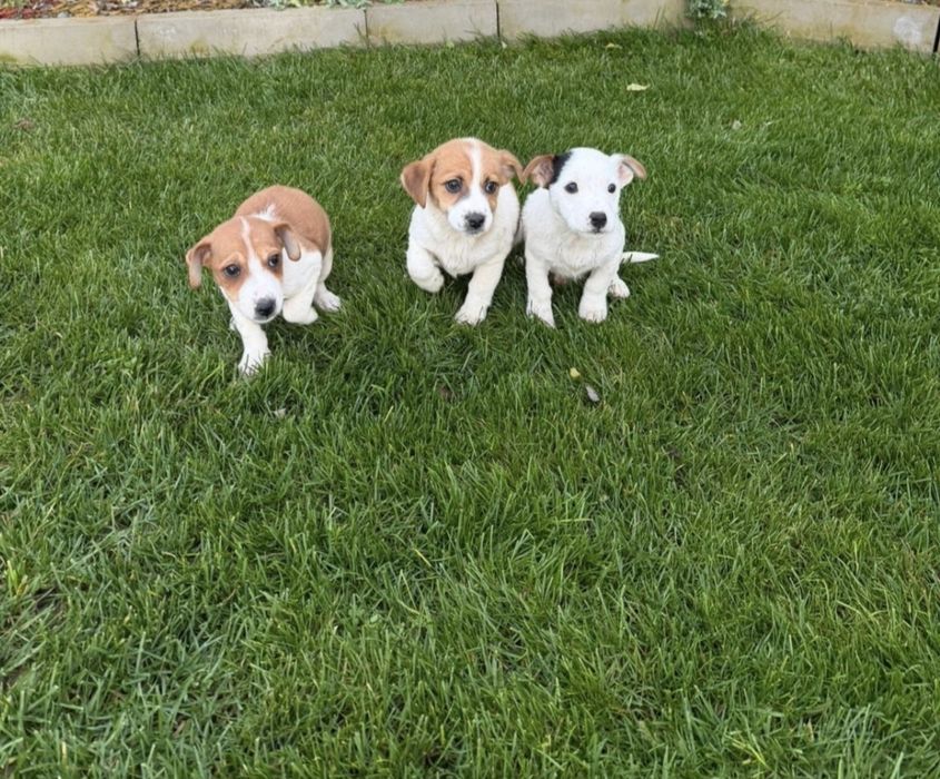 Мини Джак Ръсел  бебенца