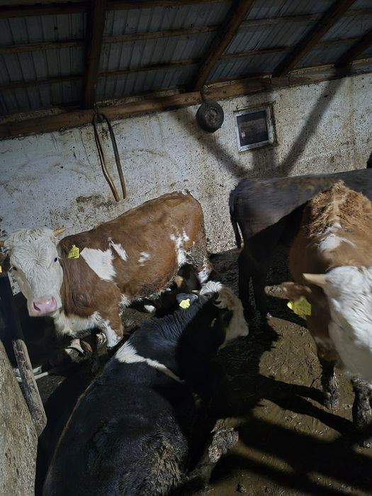 13 viței cu medie de 230 kg.