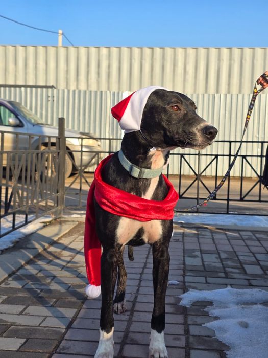 Собака девочка ищет семью и дом