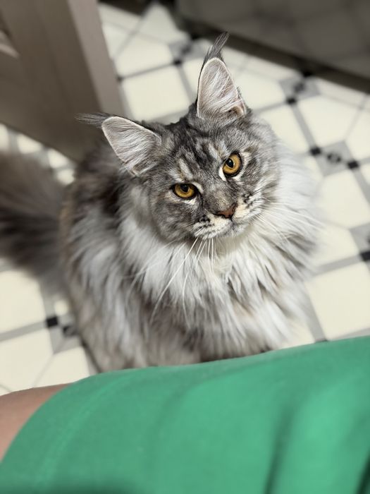 Fetita Maine coon - Ama