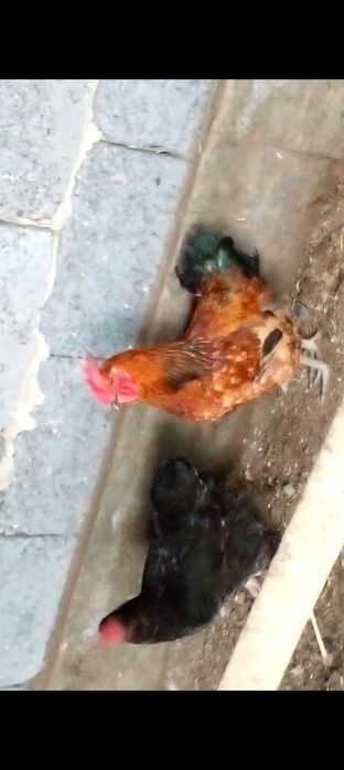 продам петуха 5000тенге