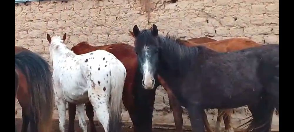 20 бас Кунандар сатылады Алматы обл