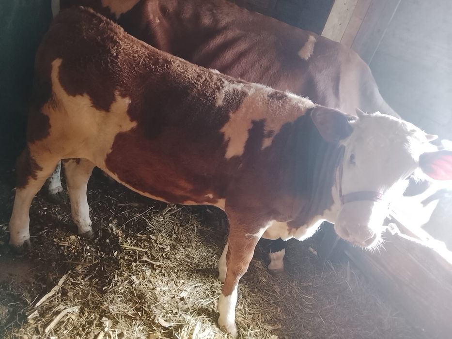 Vand vitica rasa de lapte