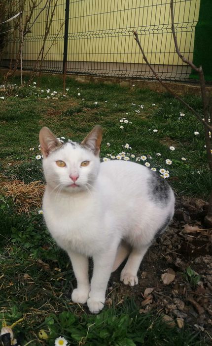 Donez pisici si motanei