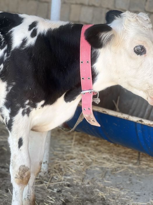 4oyliy buqacha sotiladi smentalga belginski gibrit