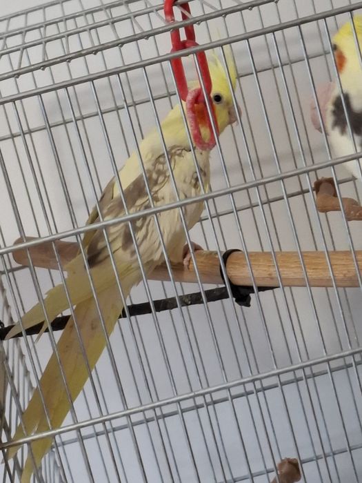 Vând mascul  nimfă sau schimb cu o femelă