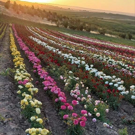 Atirgul biznesi bo'yicha ko'chatlla sotamiz