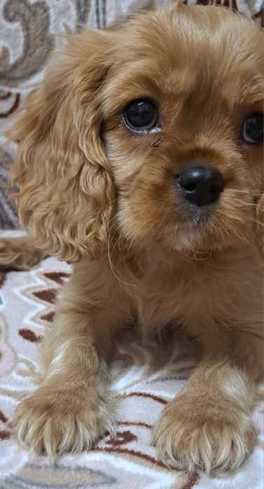 Кавалер кинг Чарльз спаниель мальчики и девочки