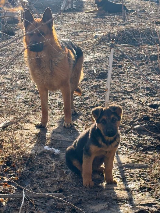 Щенки немецкой овчарки