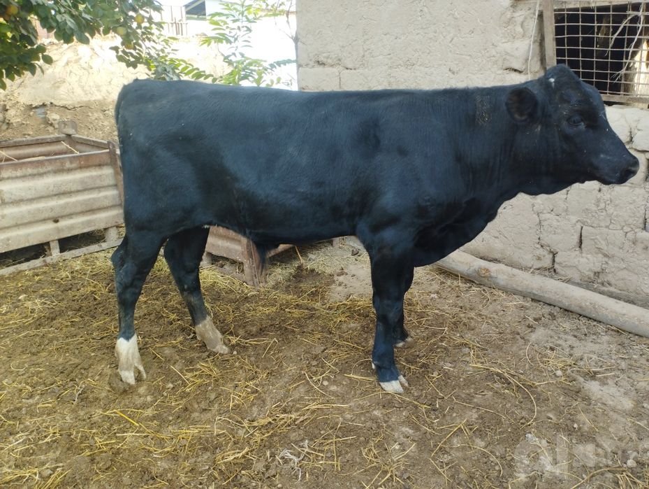 Buqacha Angus 4 oyki