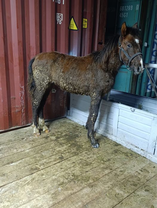 Продам жабагы еркек