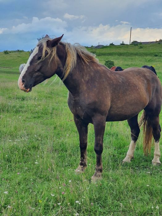 Iapă ciocolatie de vânzare