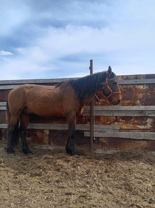 Продается лошадь